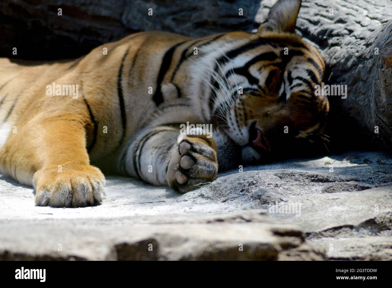 Jacksonville zoo tiger hi-res stock photography and images - Alamy
