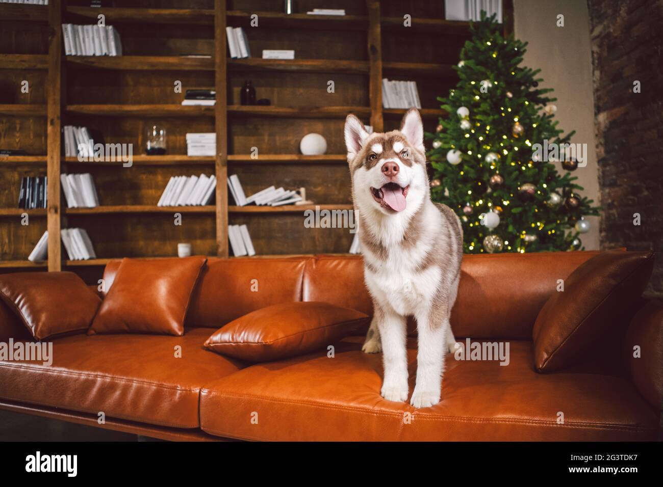 Puppy male Siberian Husky of white beige color in interior living room gets pleasure on red leather sofa against library and Chr Stock Photo