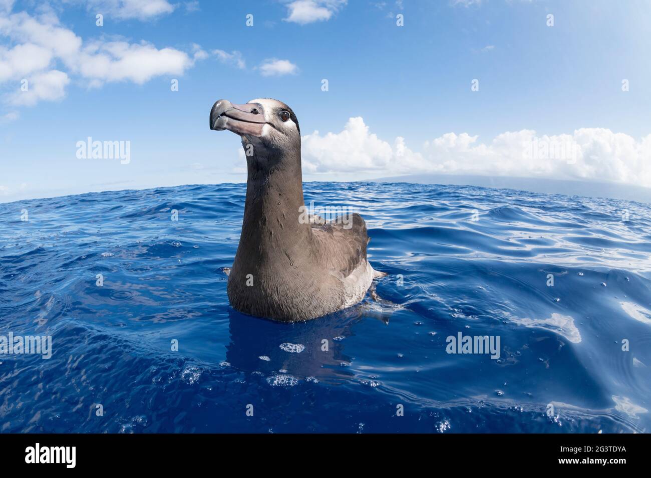 black-footed albatross, Phoebastria nigripes, floating in ocean off South Kona, Hawaii Island ( the Big Island ) Hawaii, USA ( Central Pacific Ocean ) Stock Photo