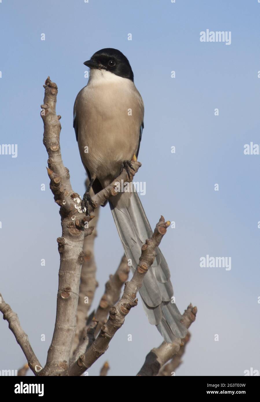 Azure-winged Magpie, Nationalpark Coto de DoÃ±ana, Spain Stock Photo