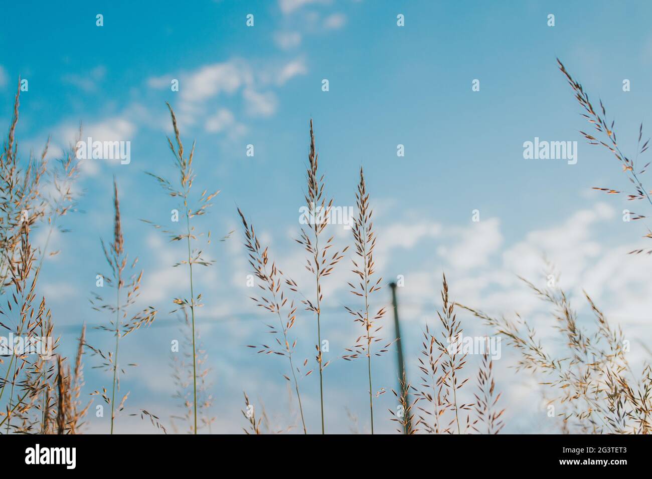 Creeping bentgrass (Agrostis stolonifera) against the beautiful sky Stock Photo