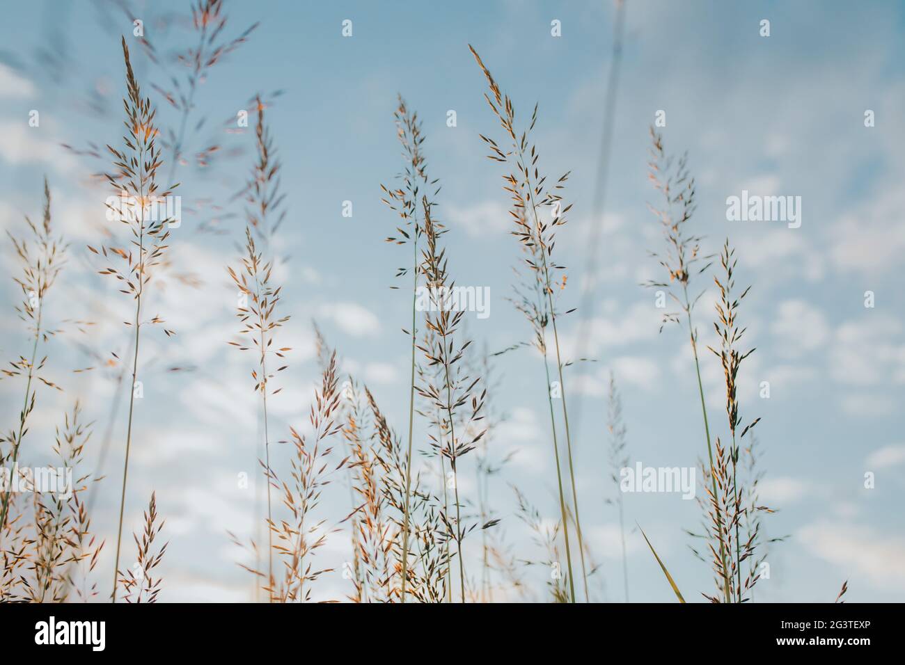 Creeping bentgrass (Agrostis stolonifera) against the beautiful sky Stock Photo