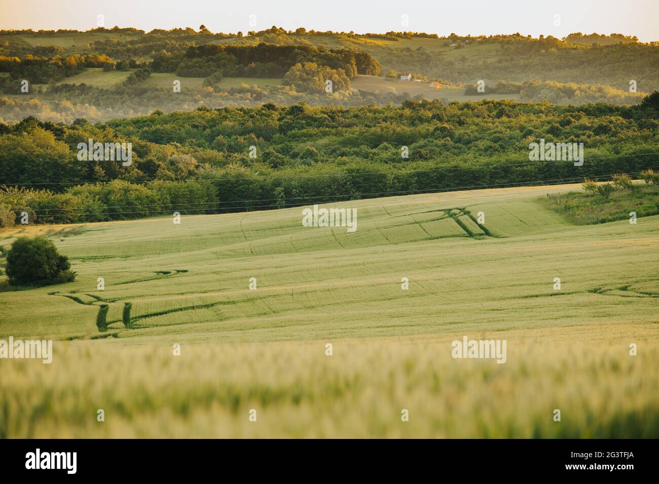 Beautiful forest against the green field at sunset Stock Photo - Alamy