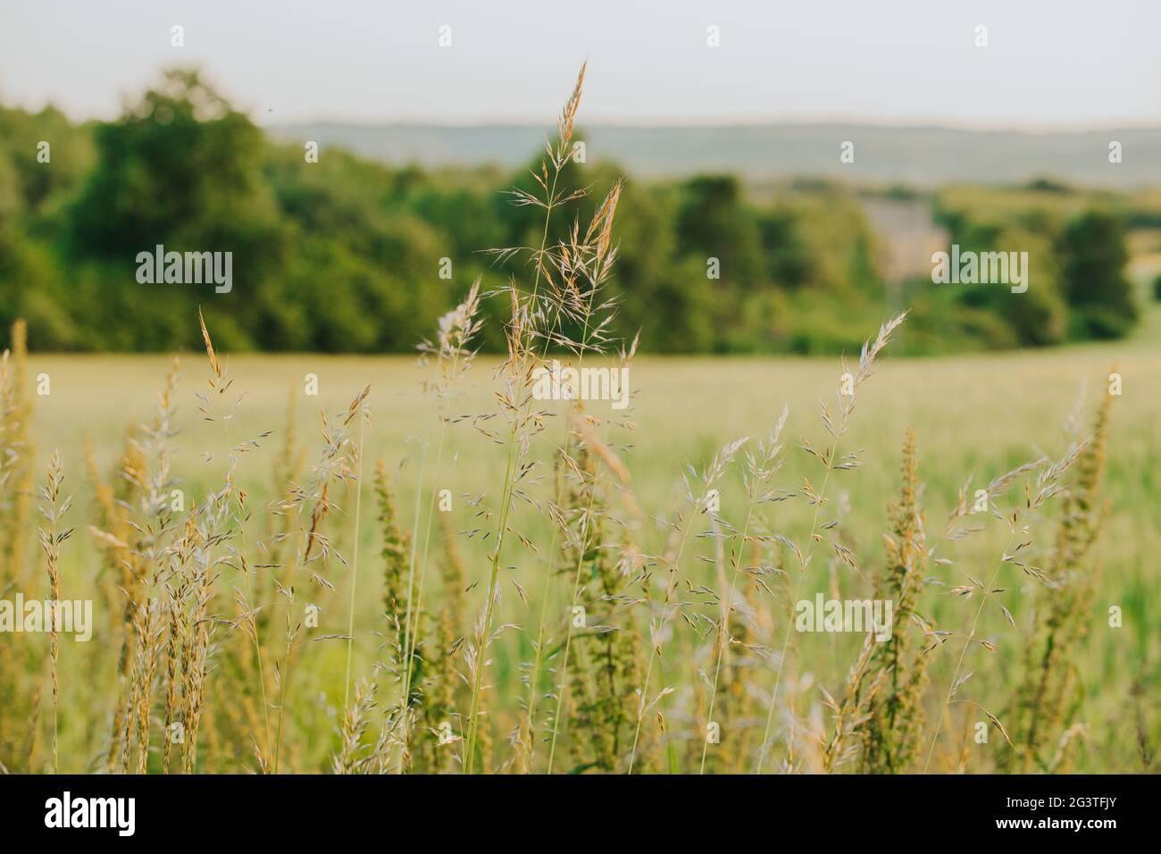 Beautiful background of the field with Wood grass (Sorghastrum nutans) in the foreground Stock Photo