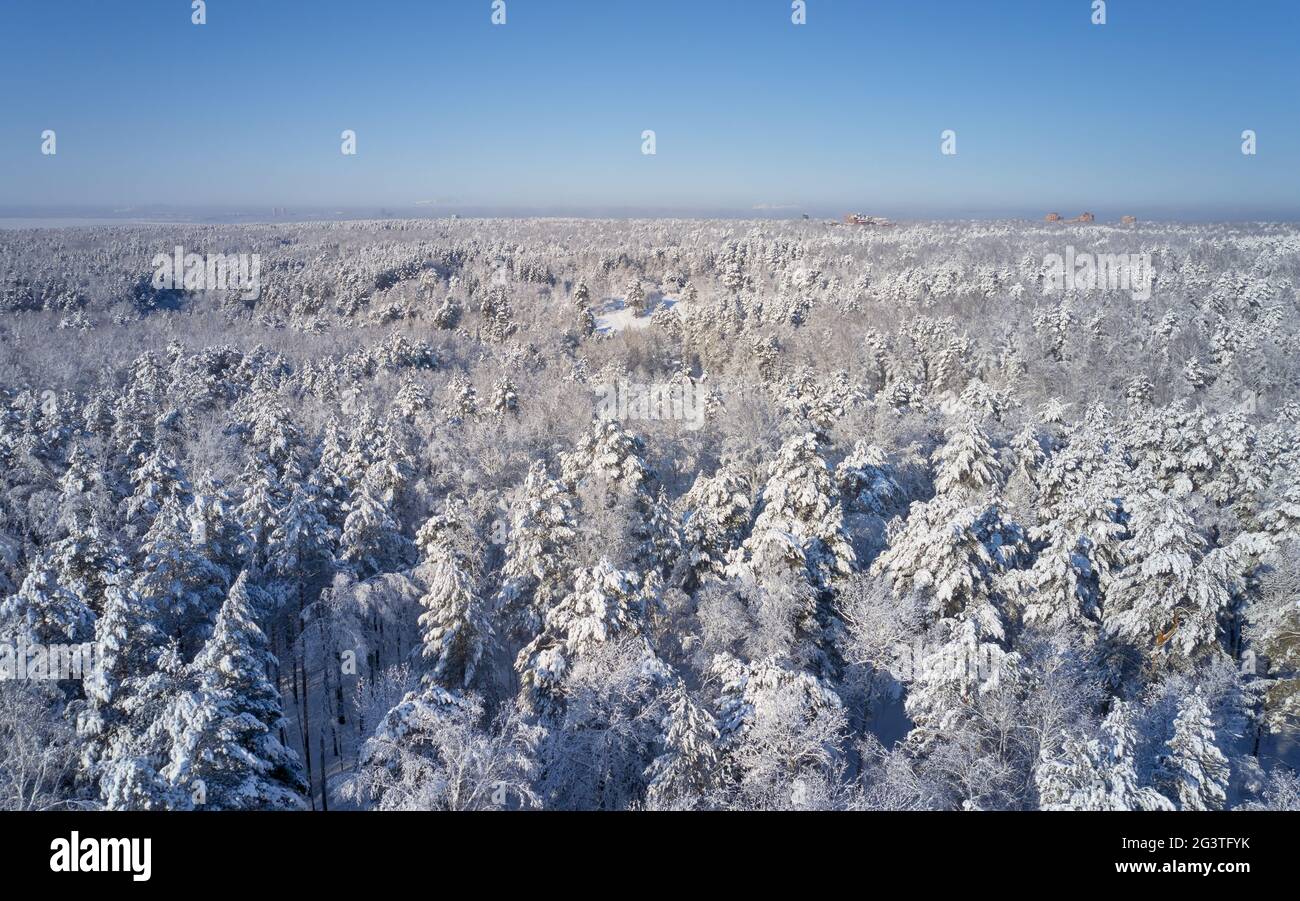 Aerial photo of forest under snow in winter season in Siberia. Stock Photo