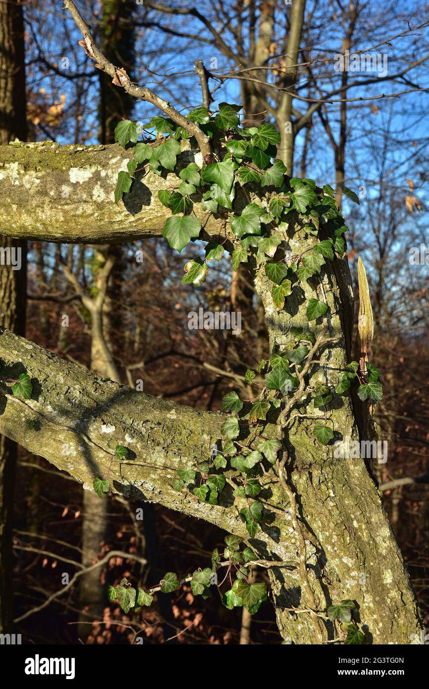 Ivy up trunk hi-res stock photography and images - Alamy