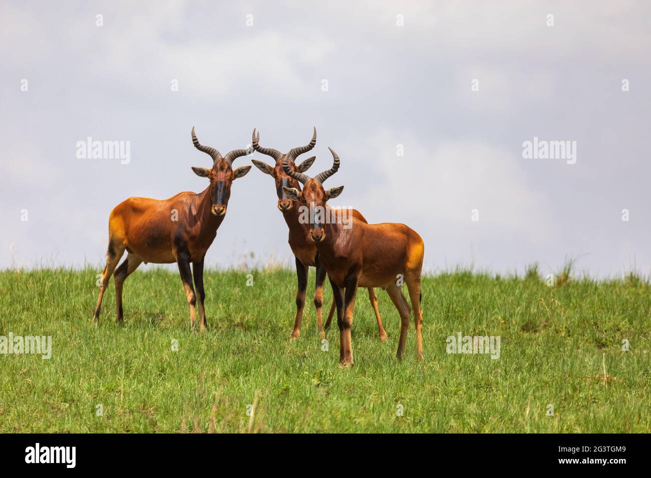 Swayne's Hartebeest antelope, Ethiopia wildlife Stock Photo