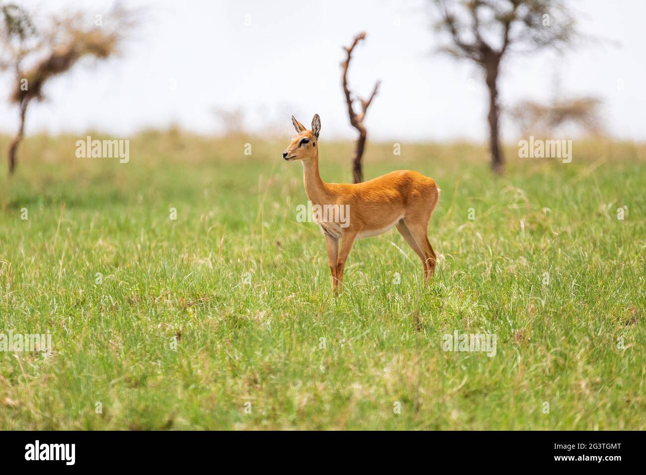 Cute Oribi antelope Ethiopia, Africa wildlife Stock Photo