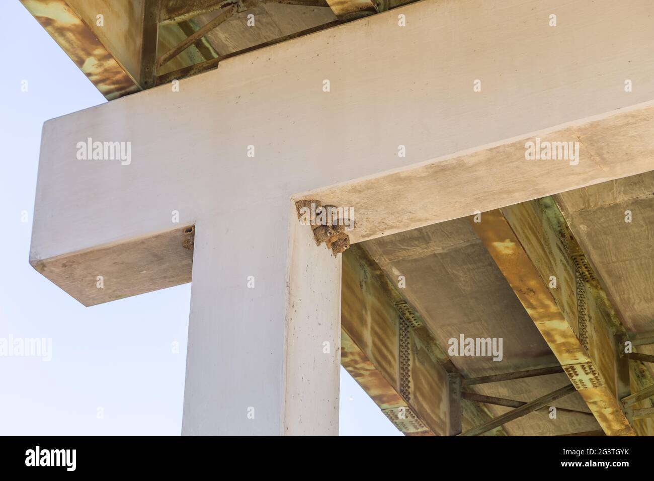Bird under a bridge hires stock photography and images Alamy
