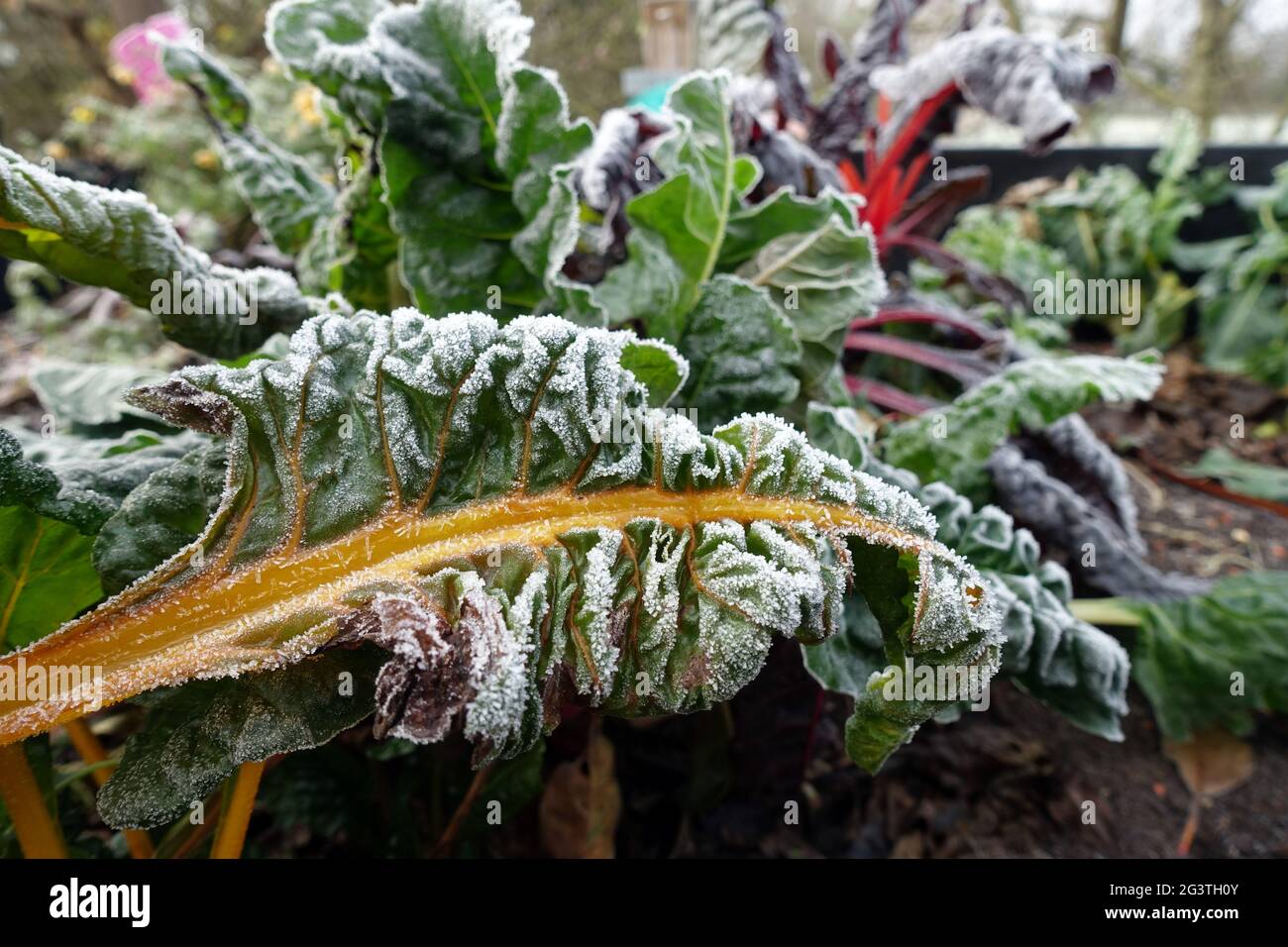 Rime on chard (Beta vulgaris) with colored stems Stock Photo
