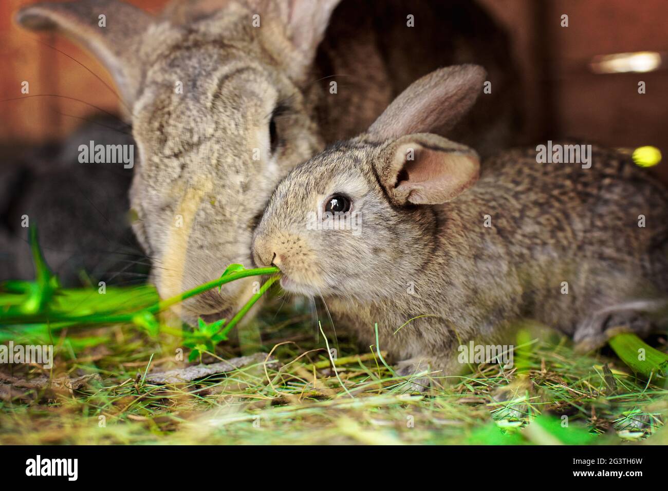 A small grey rabbit next to my mother. Touching animal relationships. Stock Photo