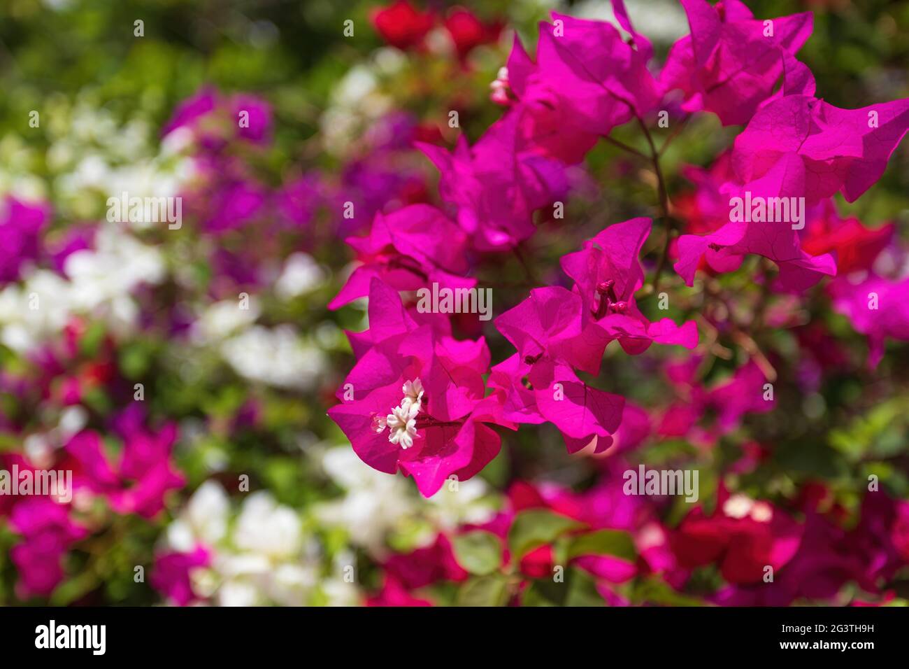 Bougainvillea flowers blooming in the garden Stock Photo
