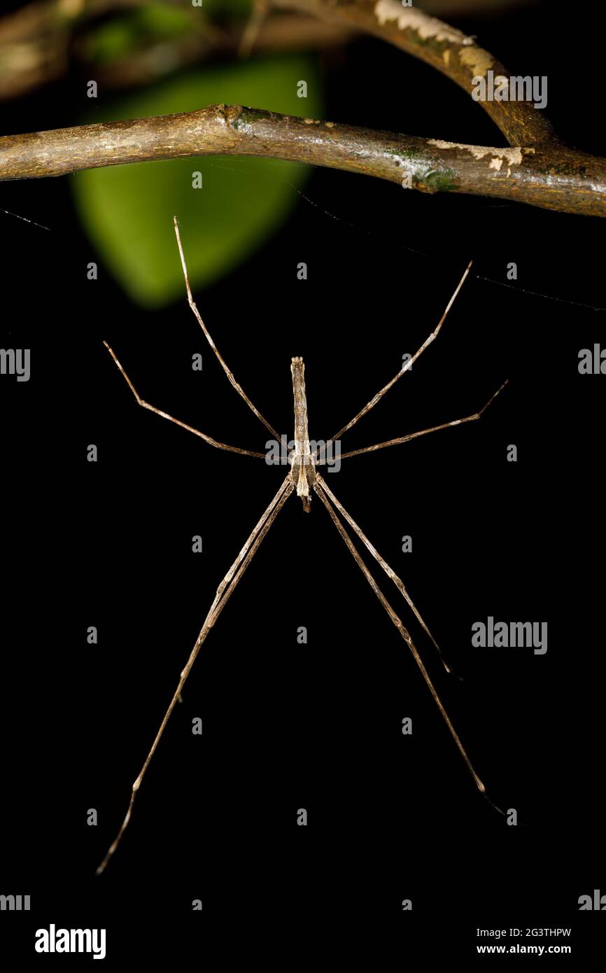 Orb-weaver spider spider, Madagascar wildlife Stock Photo