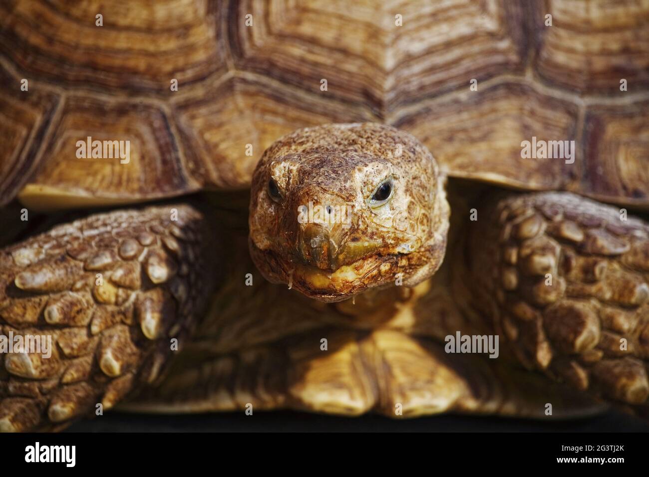 Portrait of a huge old turtle close-up. Exotic reptile with shell Stock Photo