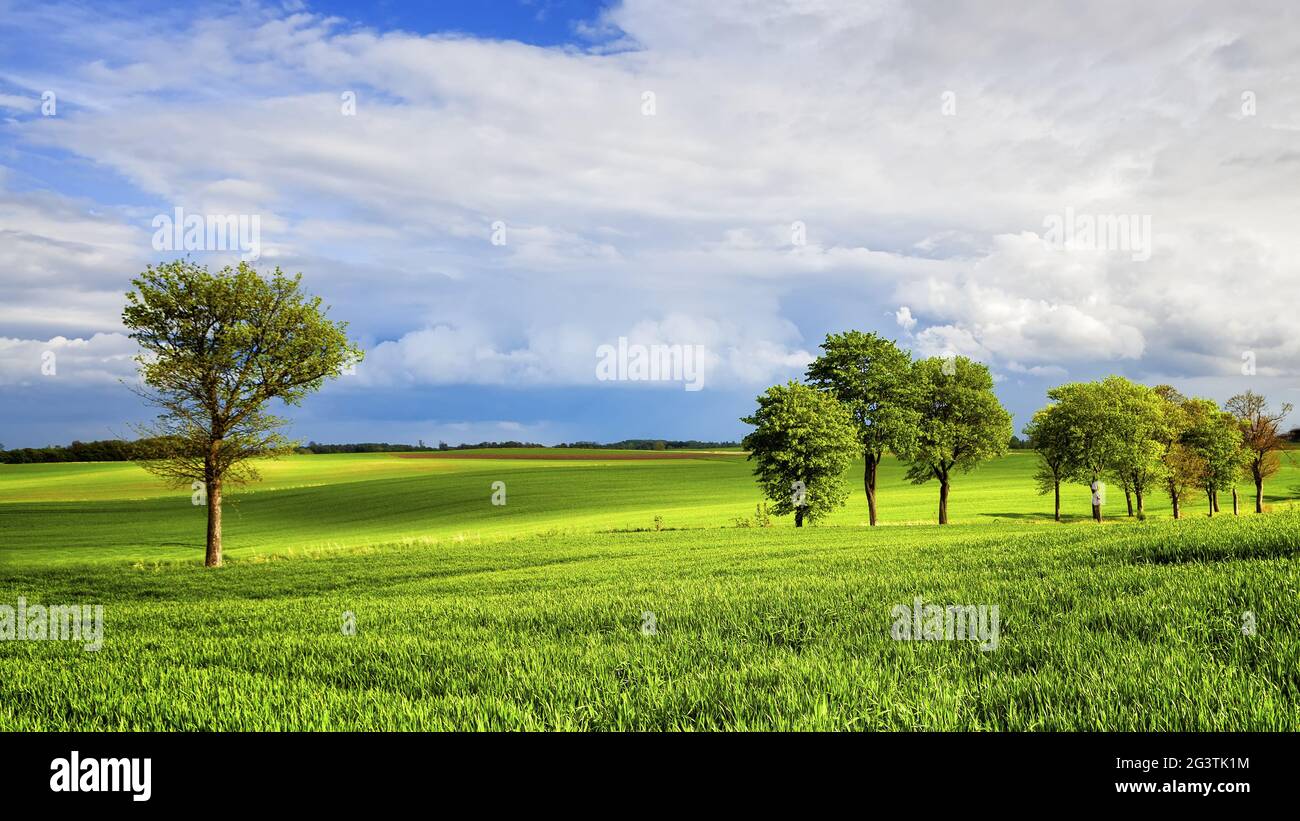 Green meadow trees hi-res stock photography and images - Alamy