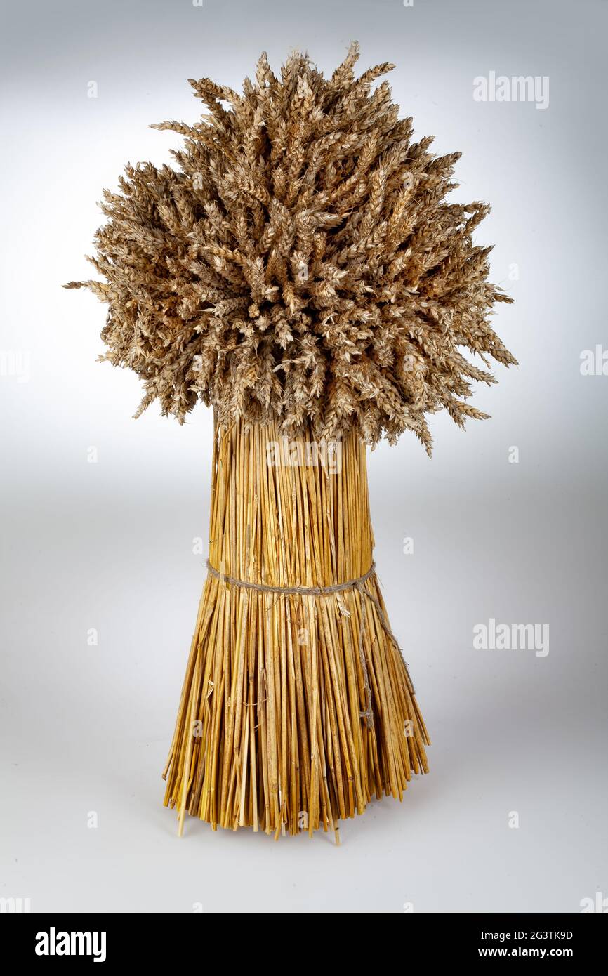Sheaf of corn wheat grain hires stock photography and images Alamy