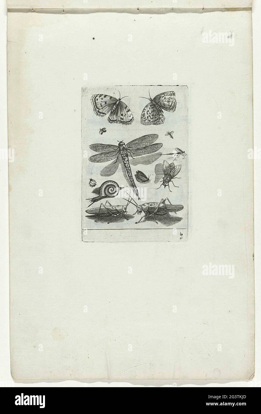 Anatomy of different insect species hi-res stock photography and images ...