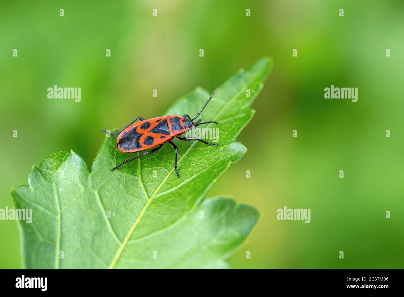 The firebug, common insect Europe wildlife Stock Photo