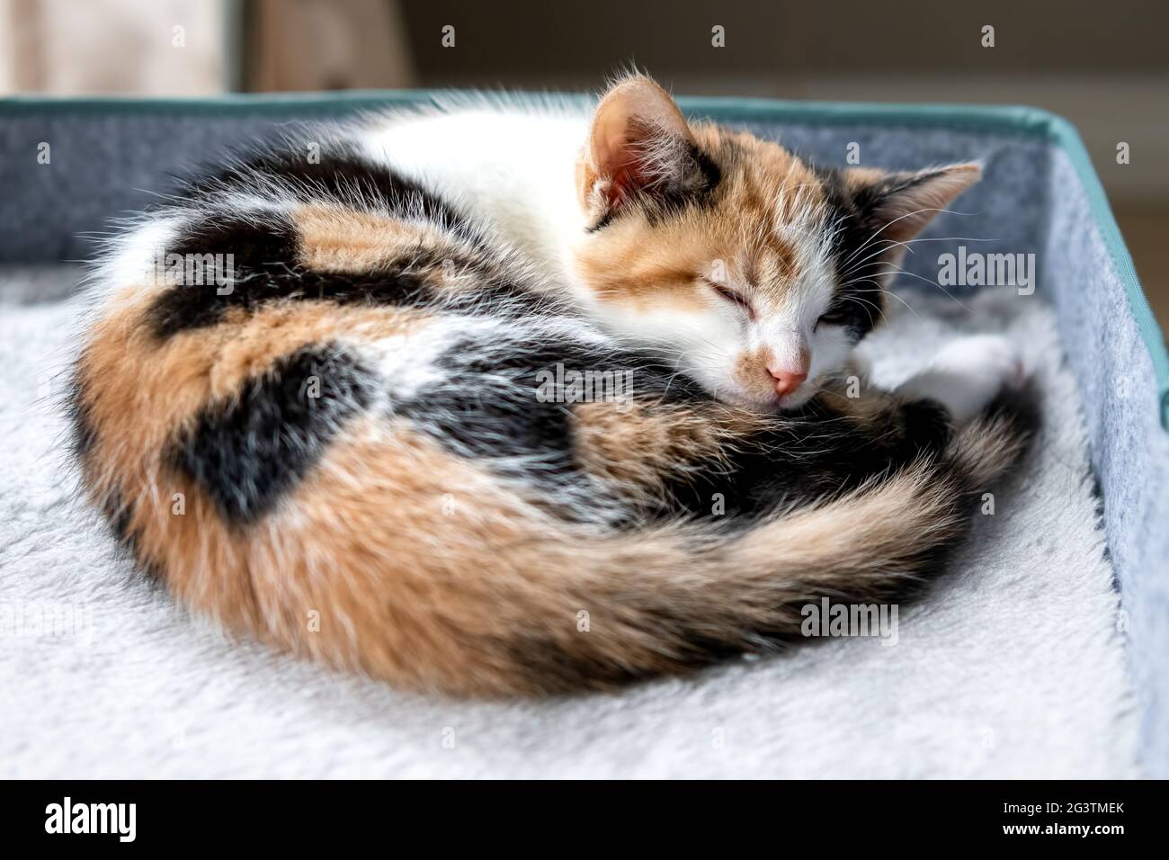 Curled up kitten sleeping on her bed in the sun Stock Photo