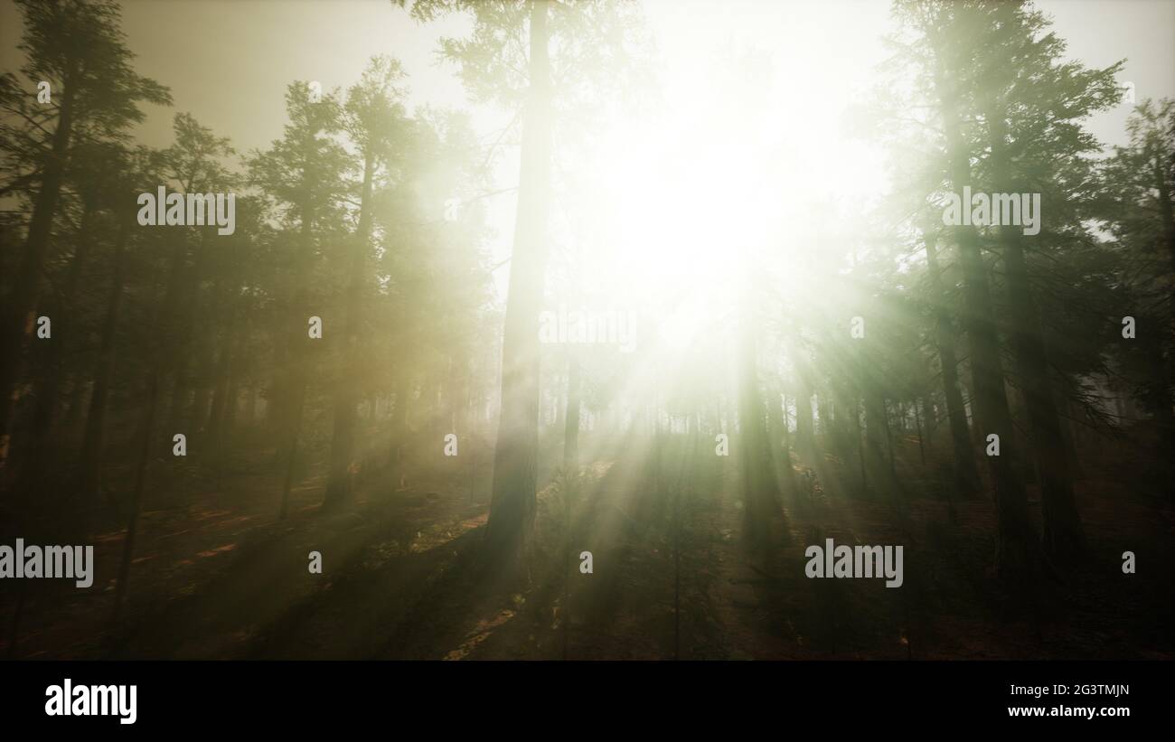 Redwood Forest Foggy Sunset Scenery Stock Photo - Alamy