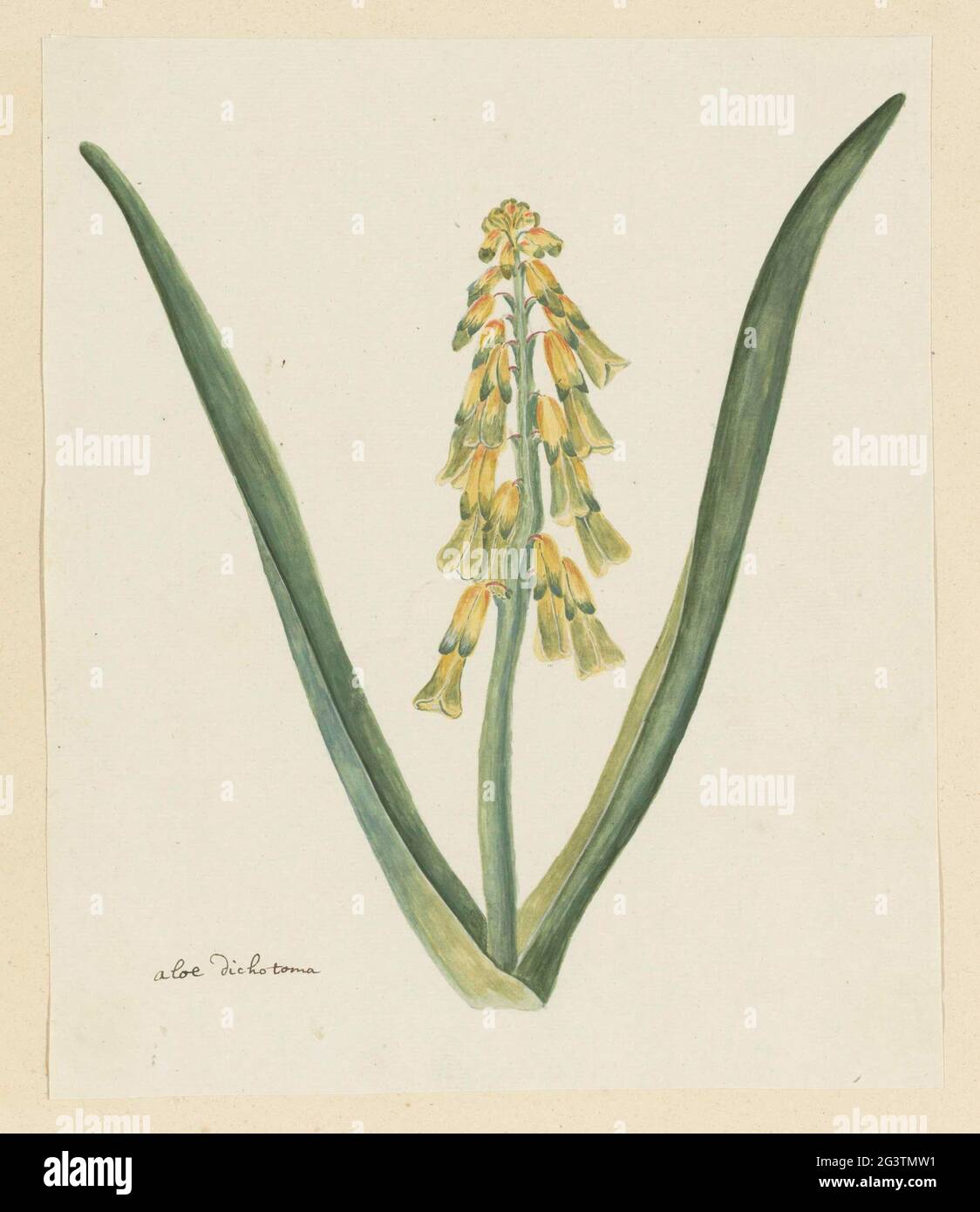 Lachenalia Aloides (L.F.) Engl. (Opal Flower). Lachenalia Aloides (L.F.) Engl. Stock Photo