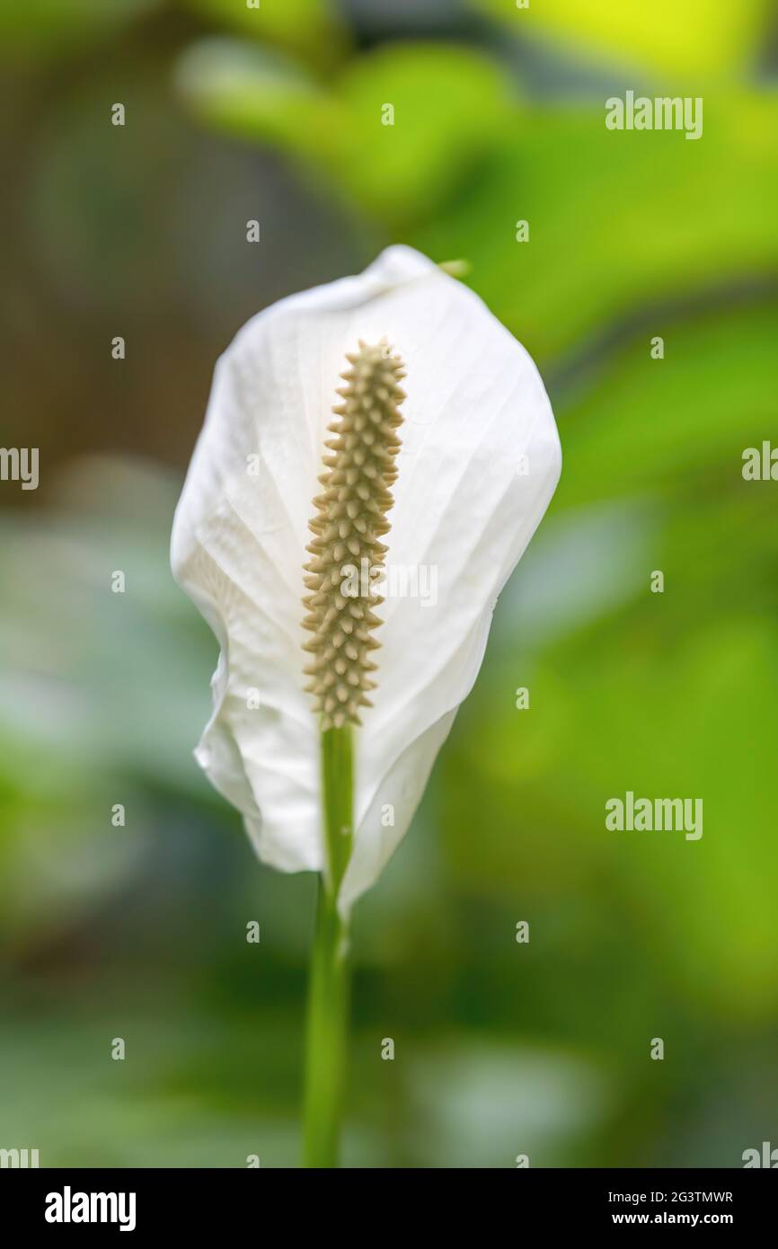 Spathiphyllum, Peace lily Stock Photo