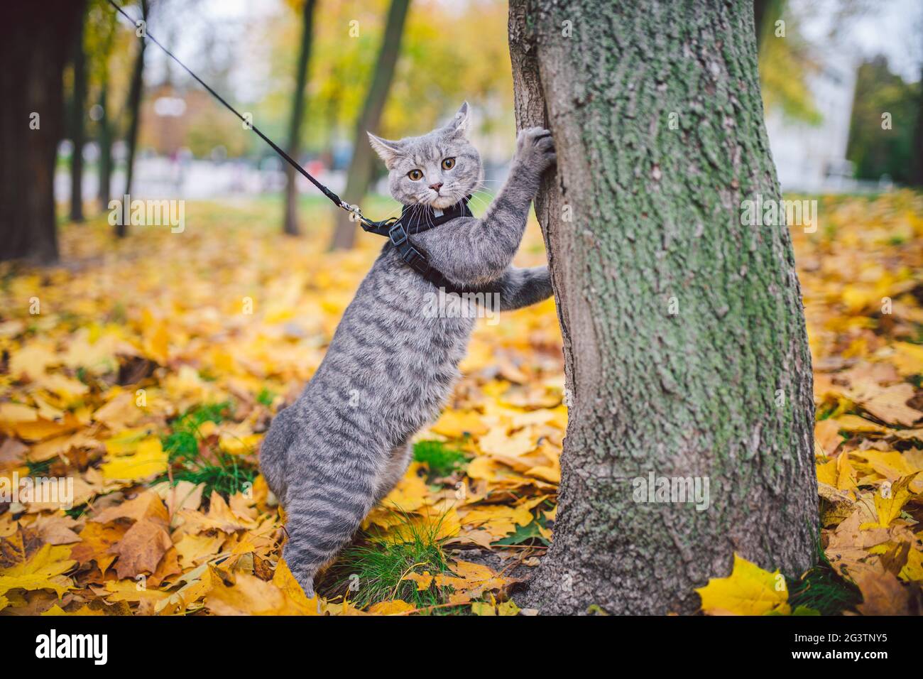 A male domestic young cute predator cat climbs tree,dressed pet leash harness well-groomed, hunting for birds and small animals Stock Photo