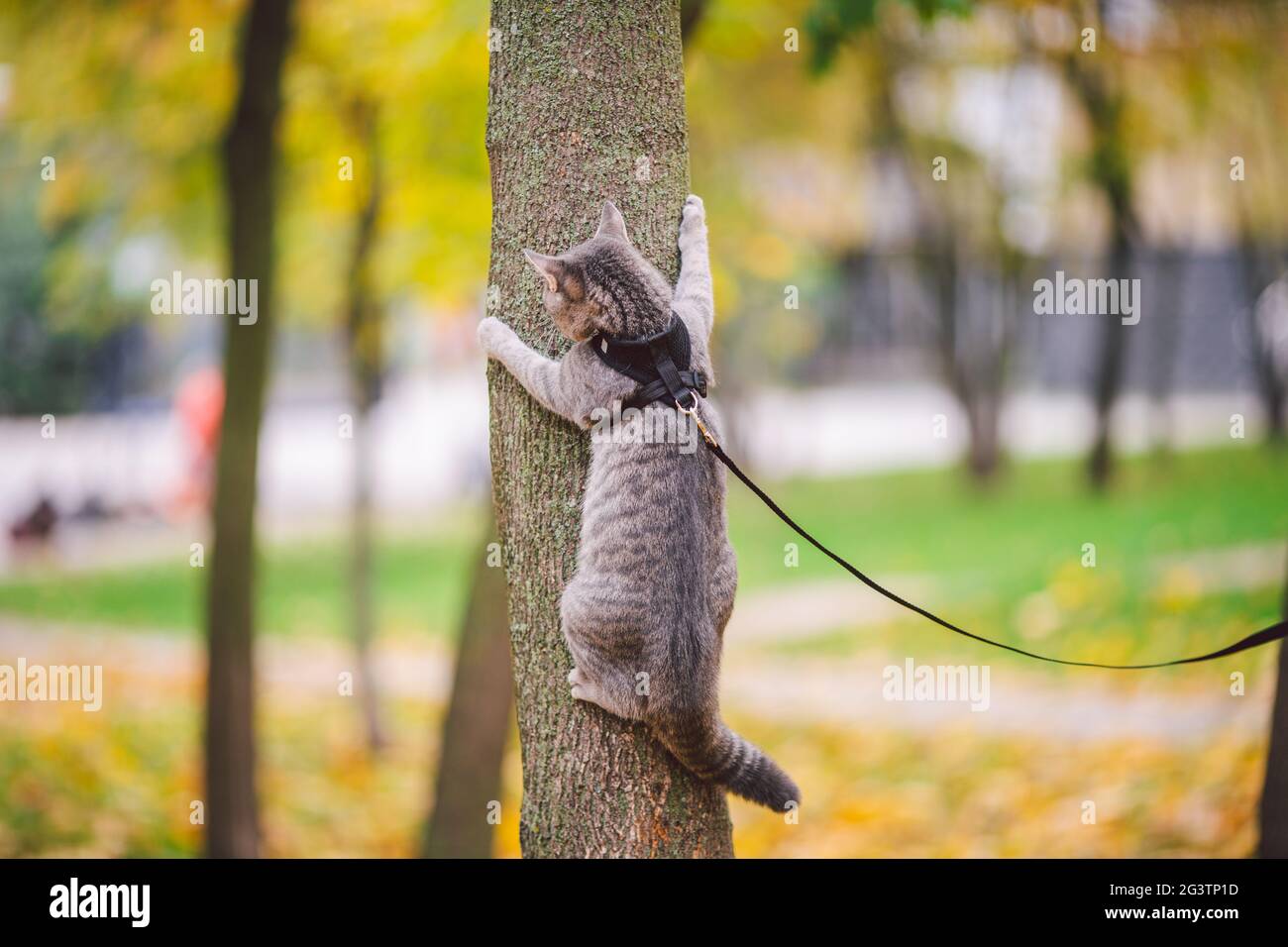 Domestic young kitten male gray good shape well-groomed, dressed safe cat leash harness, sitting on a tree attentively surprised Stock Photo