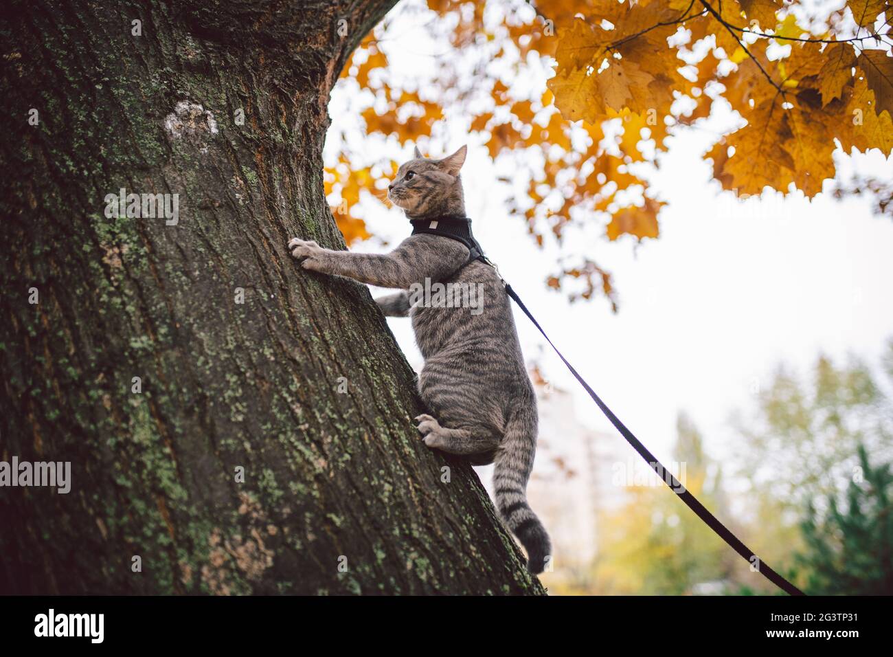 Domestic young kitten male gray good shape well-groomed, dressed safe cat leash harness, sitting on a tree attentively surprised Stock Photo