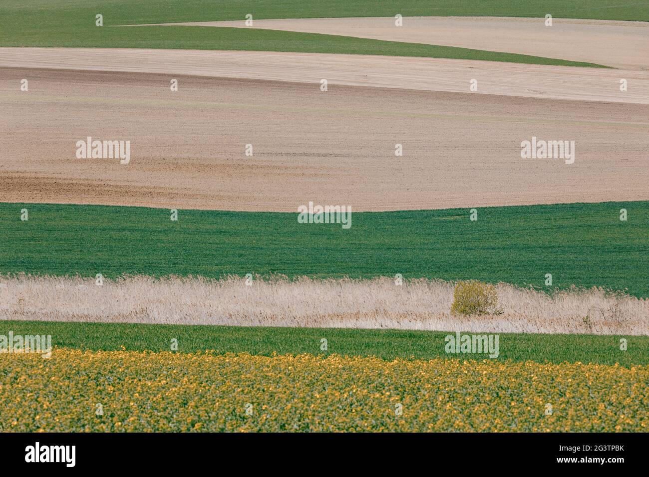 Beautiful summer rural landscape lines Stock Photo