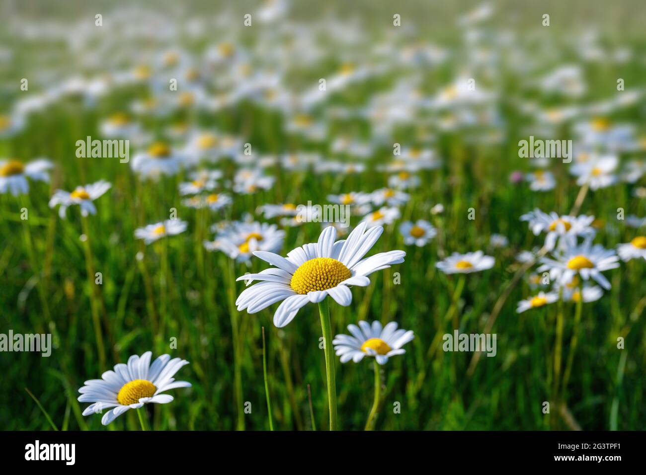 Daisy flower field in spring Stock Photo