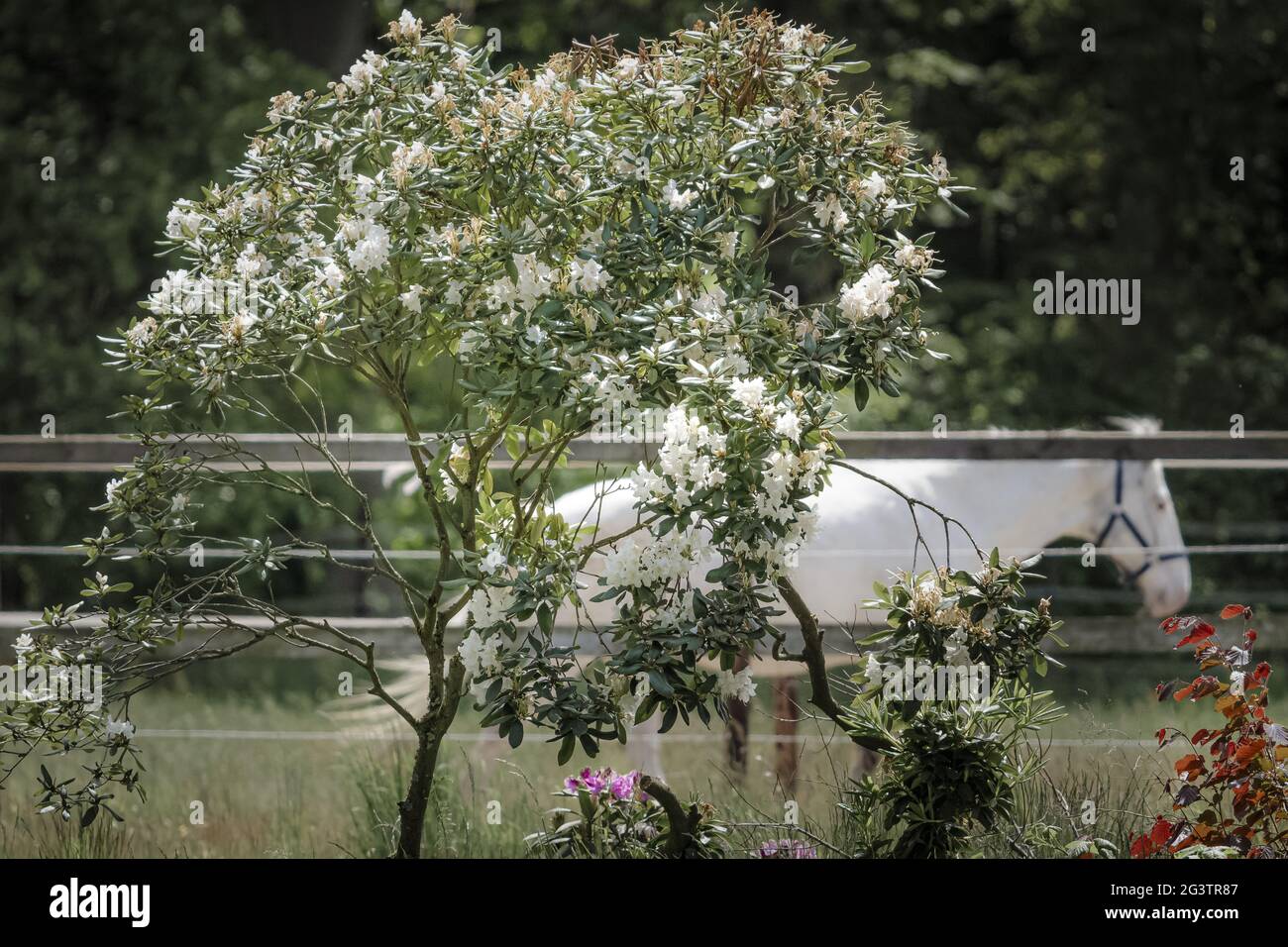 Closeup shot of a white horse in a park on a summer day Stock Photo - Alamy
