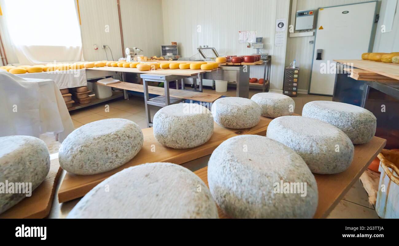 https://c8.alamy.com/comp/2G3TTJA/cheese-factory-production-shelves-with-aging-old-cheese-2G3TTJA.jpg