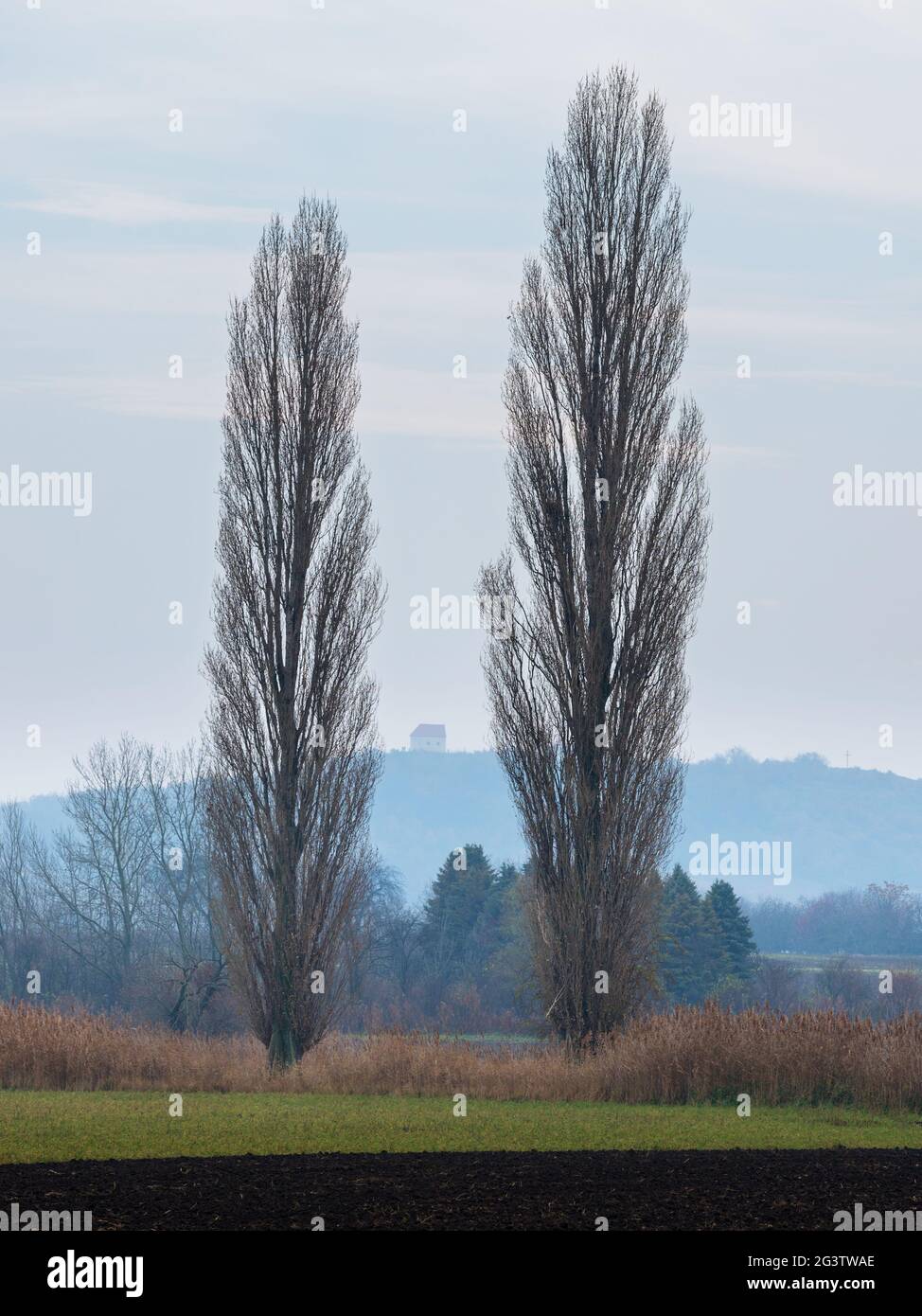 Poplar trees in winter with chapel in the back in Burgenland Stock