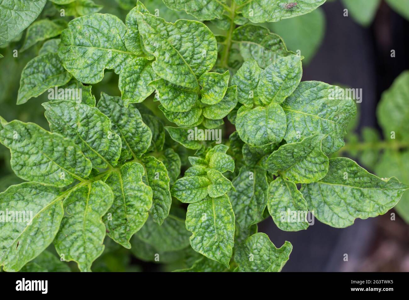 Vitsta from above of potato plant leaves Stock Photo