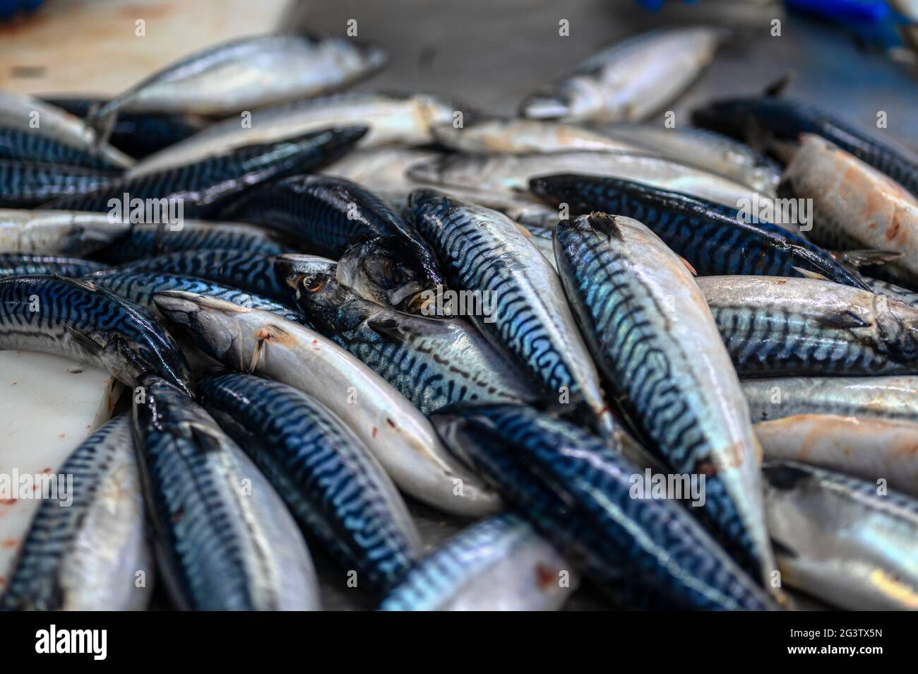 Fish carcasses hires stock photography and images Alamy