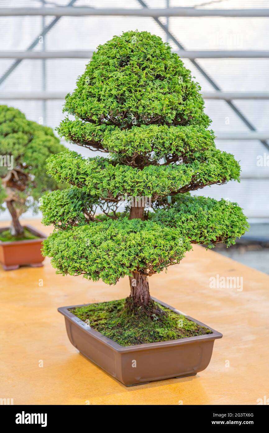 Bonsai. Japanese art of growing trees Stock Photo Alamy