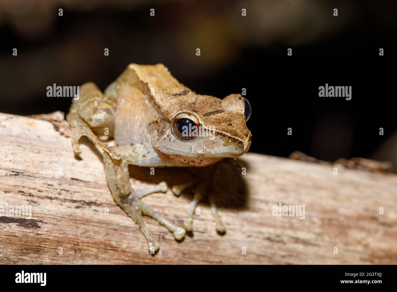 Beautiful small frog Boophis rhodoscelis Madagascar Stock Photo
