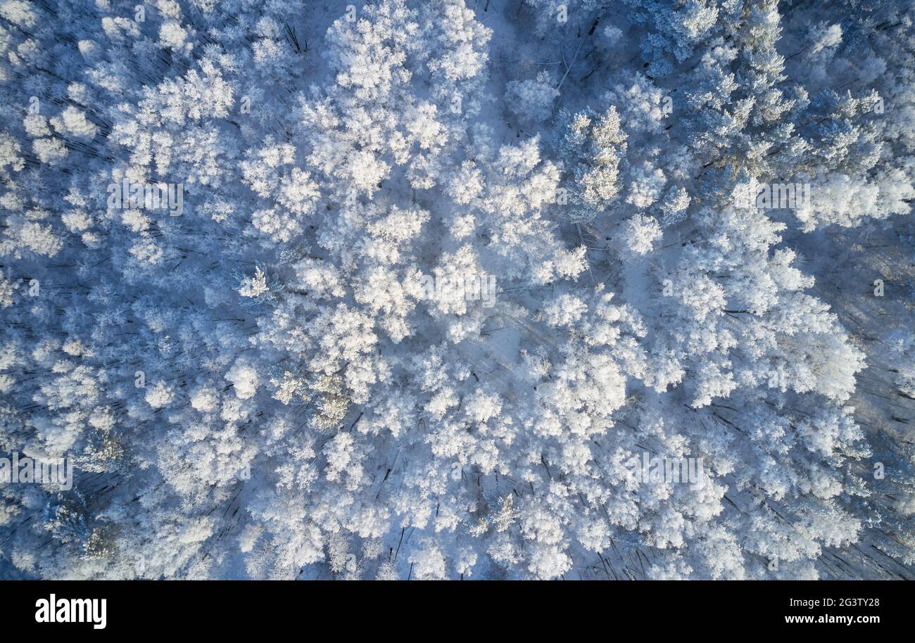Aerial photo of nbirch forest in winter season. Drone shot of trees covered with hoarfrost and snow. Stock Photo