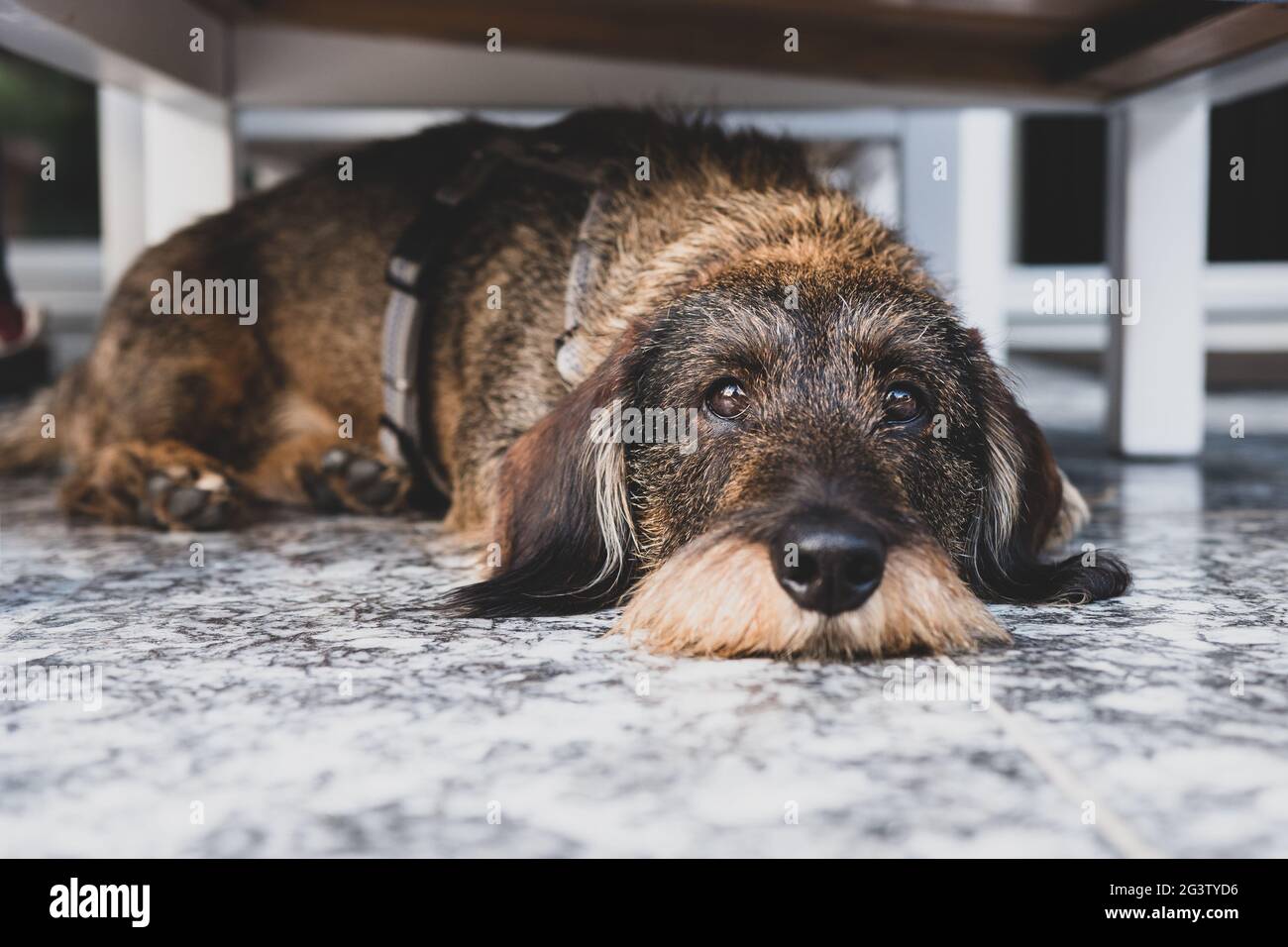 Cute little dog lying down on the floor in a room Stock Photo - Alamy
