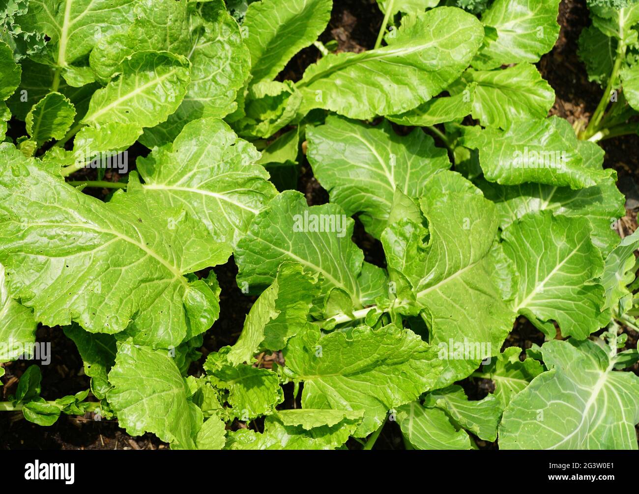 Fresh collards 'Green Glaze' growing in the vegetable garden Stock