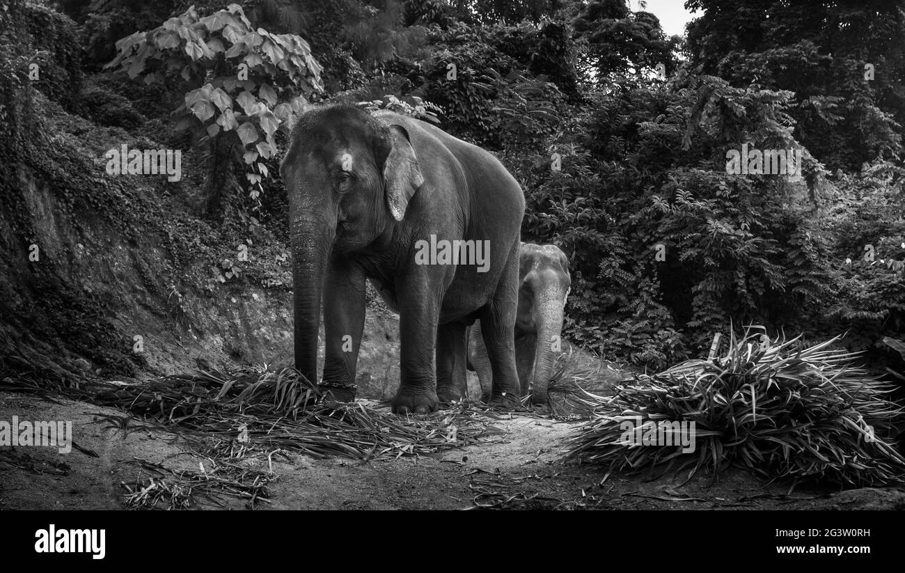View of an elephants eating palm leaves on a hill Stock Photo Alamy