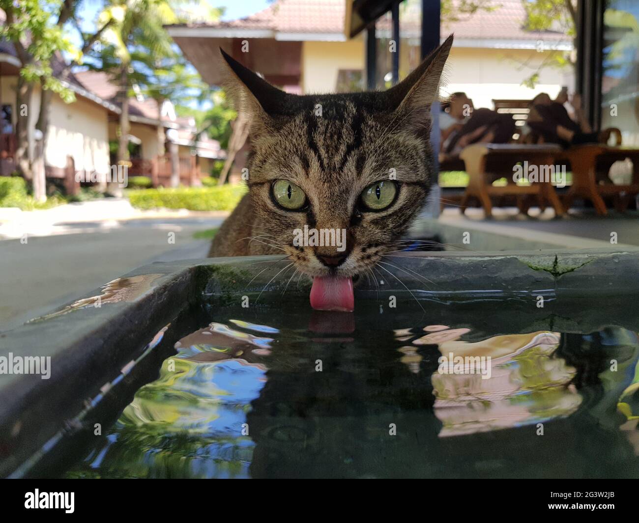 Cat drinking water from the pot Stock Photo Alamy