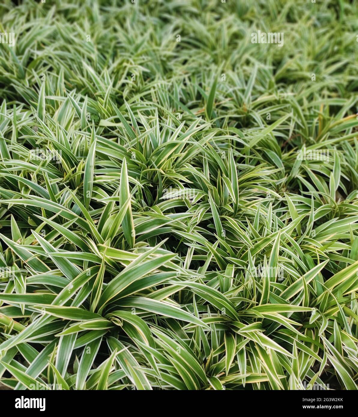 Vertical shot of chlorophytum bichetii leaves outdoors during daylight Stock Photo