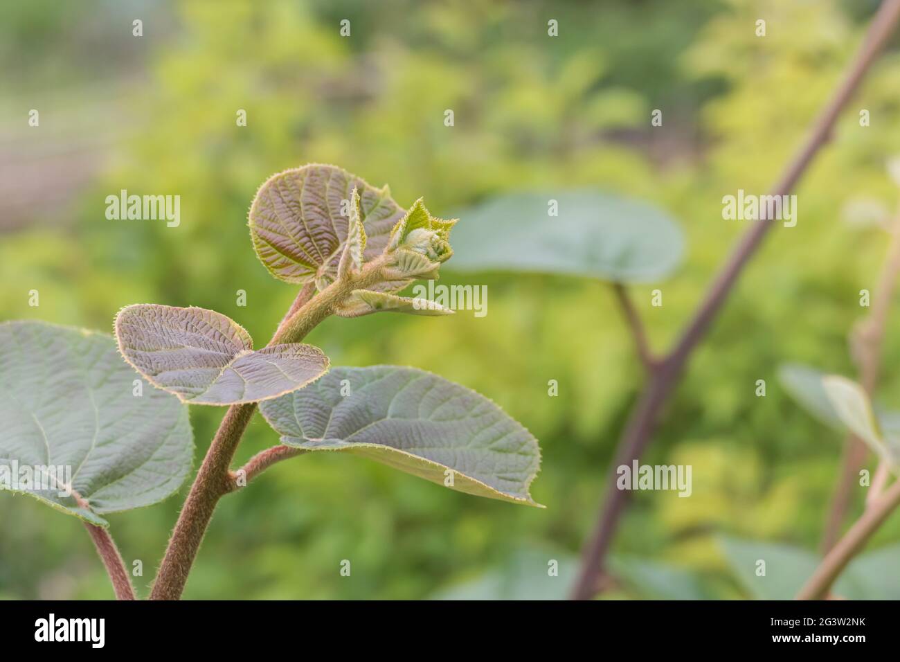 detail of kiwi plant sprout growing in outdoor vegetable garden with daylight Stock Photo