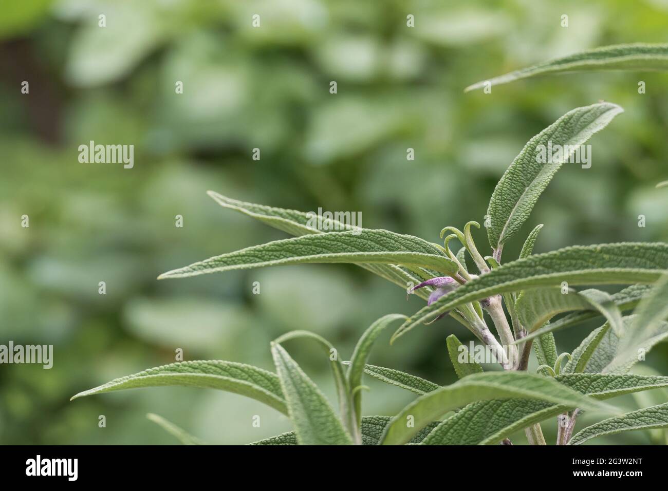 close up view of Salvia leucantha plant leaves growing outdoors Stock Photo