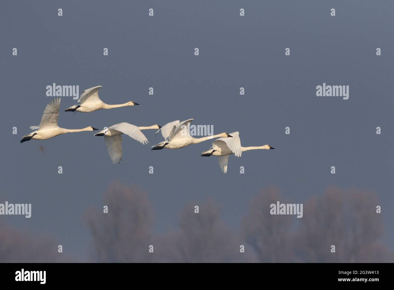 Adult Tundra Swan flock, Cygnus columbianus, in-flight across a foggy background at the San Luis NWR in California's San Joaquin Valley wintering area Stock Photo