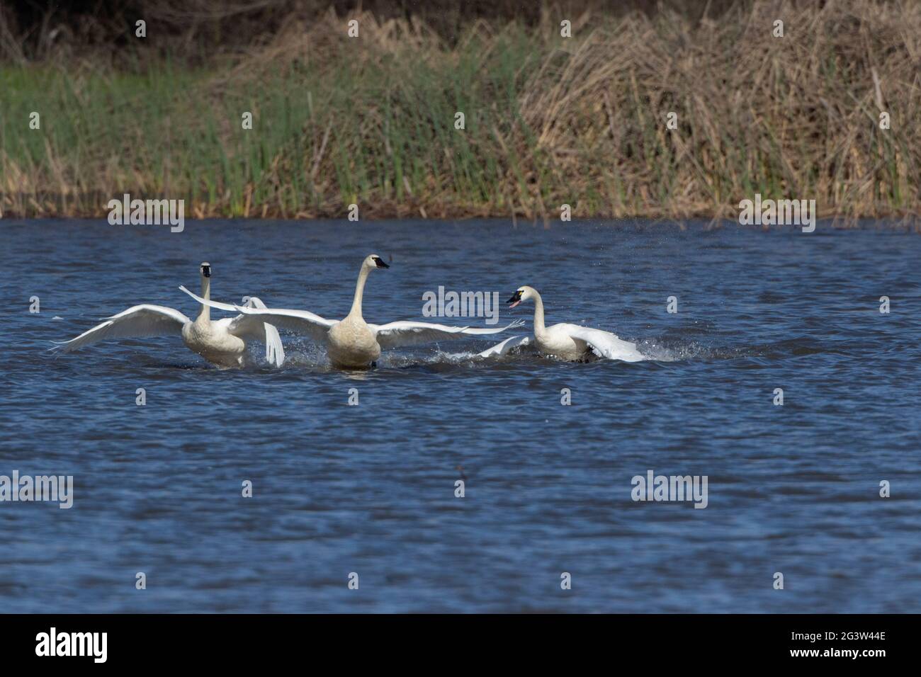 Tundra Swan trio battle for territory prior to migrating to Alaskan breeding grounds.  San Luis NWR, Merced County, San Joaquin Valley, CA. Stock Photo