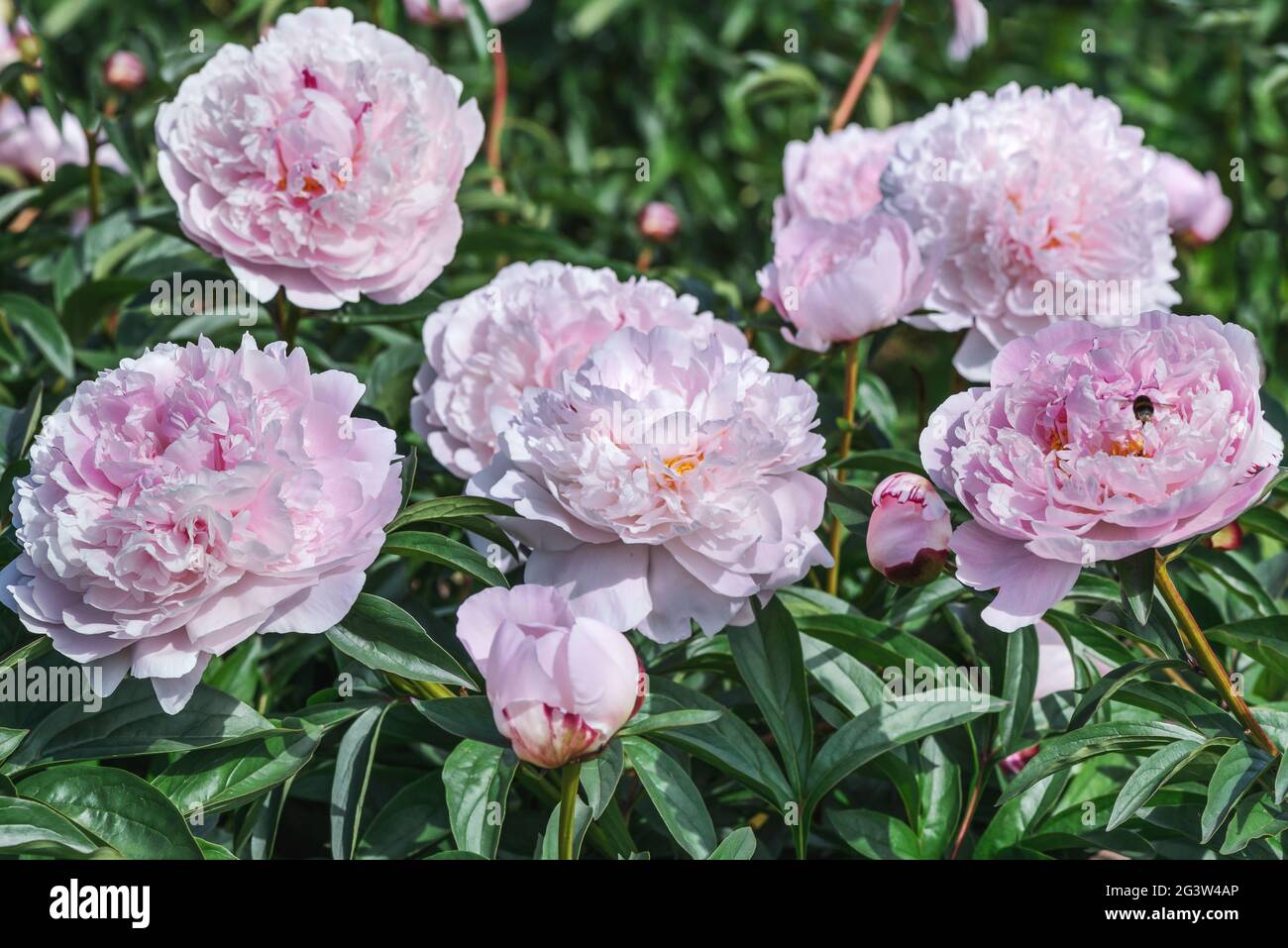 Blush Queen peony is milky-flowered with giant double-shaped flowers. They are creamy white with delicate light pink hues. Stock Photo