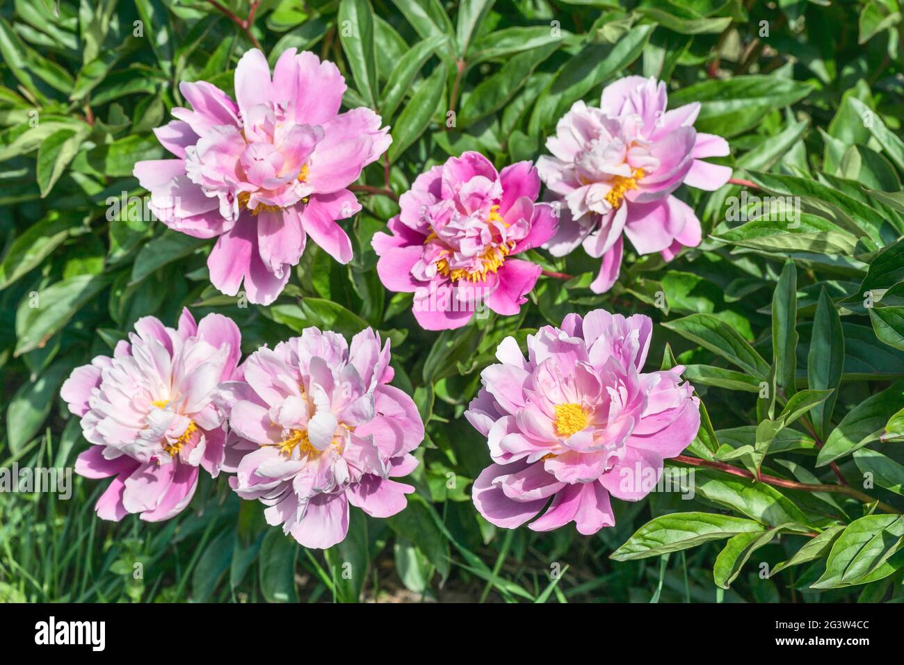 Herbaceous peonies Lake of Silver. Carmine pink double flowers with silvery tips. Stock Photo
